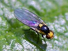 Leaf Miner Fly